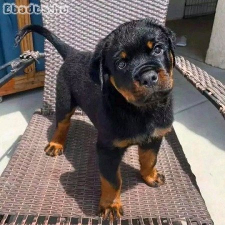 German Rottweiler puppy for adoption or Rehoming