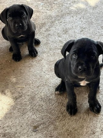 cane corso