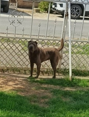 Shar-pei