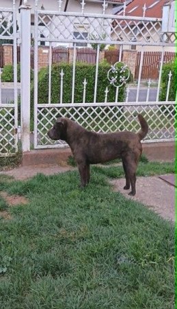 Shar-pei