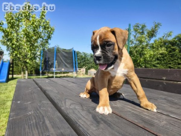 Boxer kiskutyák eladóak