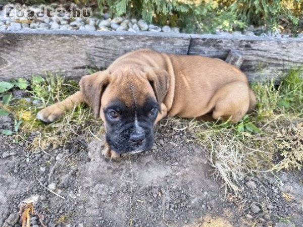 Boxer kiskutyák eladóak