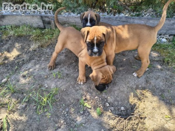 Boxer kiskutyák eladóak