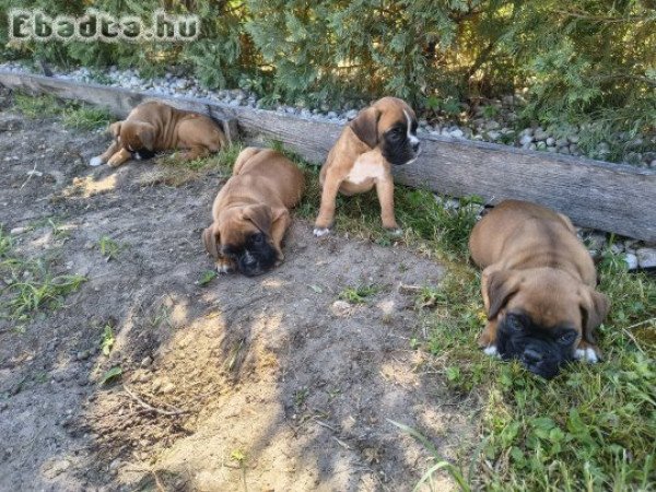 Boxer kiskutyák eladóak