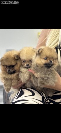 Pomeranians