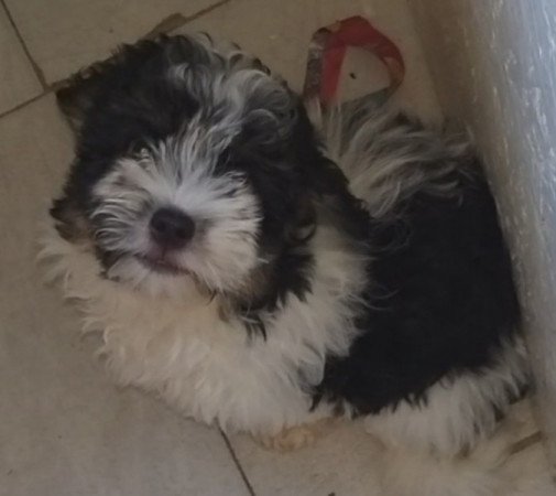 bichon havanese