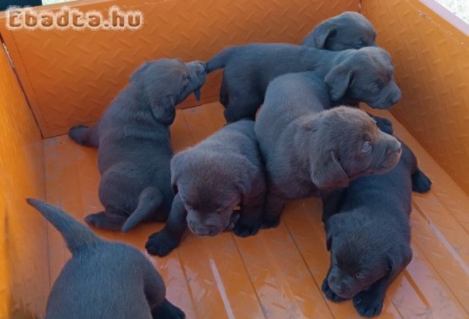 Fajtiszta csoki szinű Labradorkiskutyák