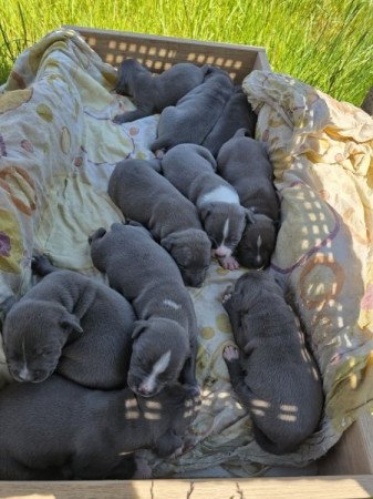 staffordshire terrier
