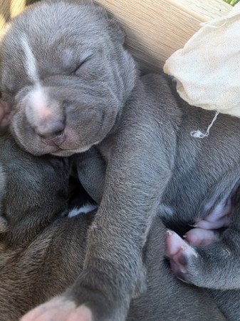 staffordshire terrier