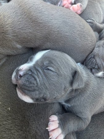 staffordshire terrier