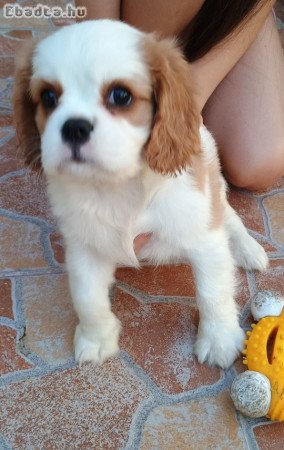 Cavalier King fajta tiszta kiskutyák