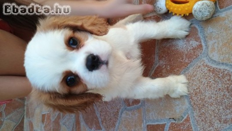 Cavalier King fajta tiszta kiskutyák