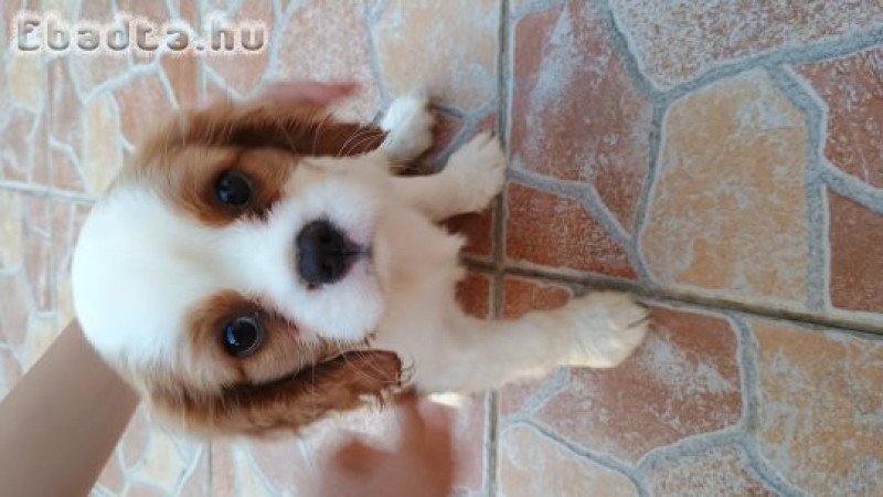 Cavalier King fajta tiszta kiskutyák