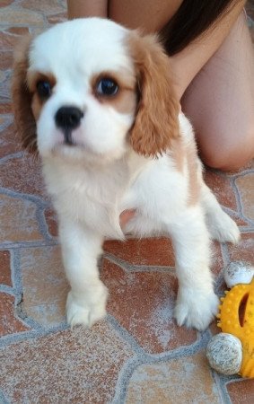 Cavalier King Charles spániel