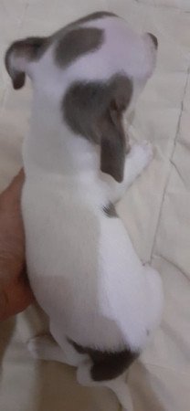 Csivava