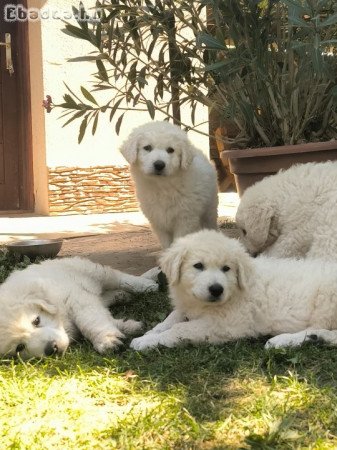 Kiemelt párositásból törzskönyves kuvasz kölykök