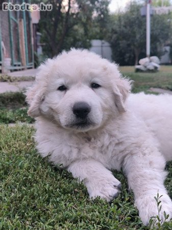 Kiemelt párositásból törzskönyves kuvasz kölykök