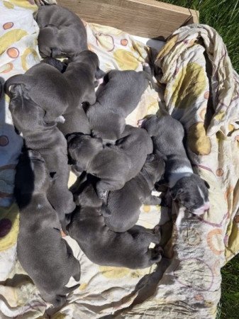 staffordshire terrier