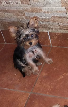 Yorkshire Terrier bé