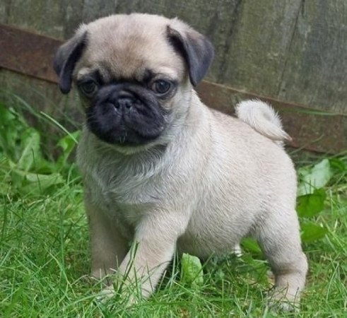 mopsz