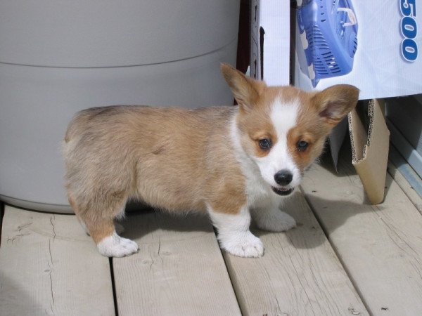 Pembroke Welsh Corgi