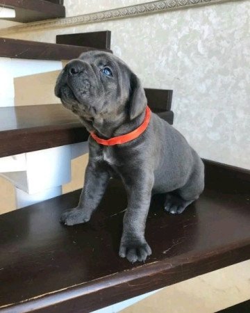 Cane Corso