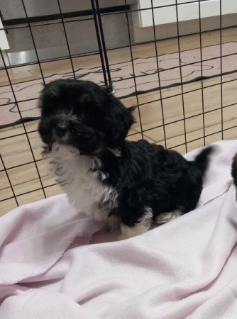Bichon Havanese