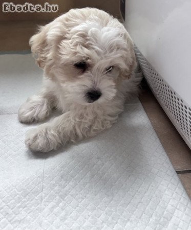 10 hetes Bichon havanese kislány
