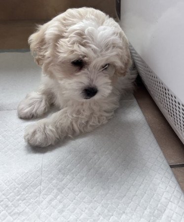Bichon havanese