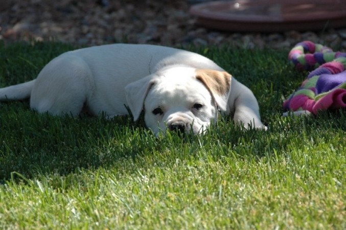 amerikai bulldog