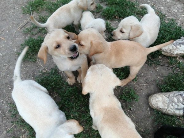 Labrador retriever