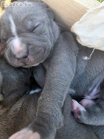 Staffordshire terrier kölykök