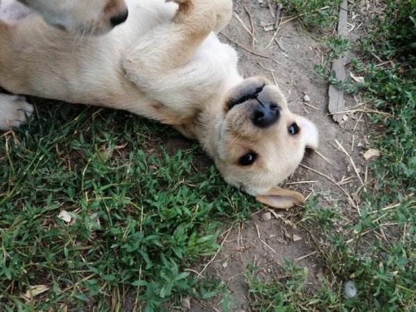 Labrador retriever