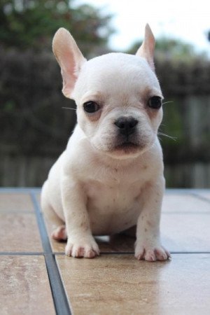 Francia bulldog