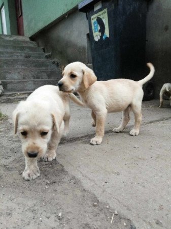 Labrador retriever