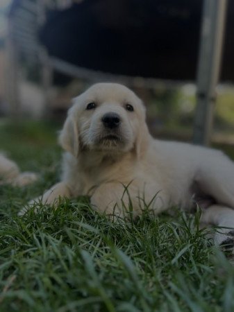 Golden Retriever