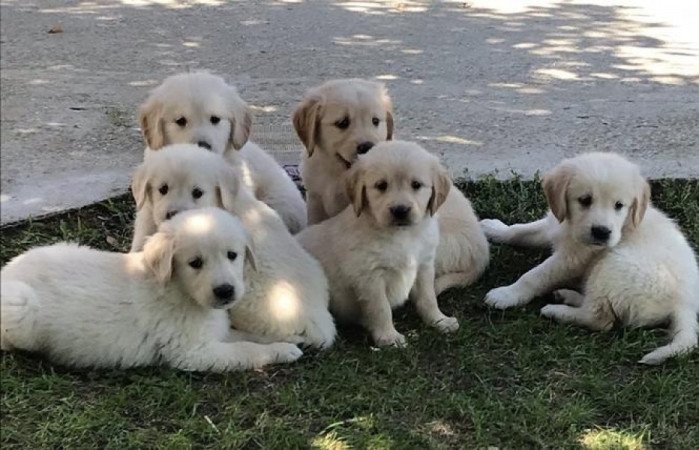 Golden retriever
