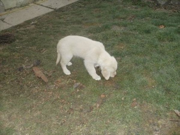 Golden retriever