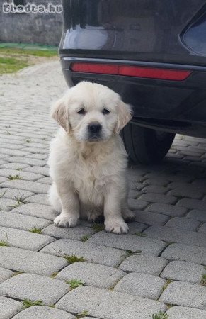 Golden Retriever kiskutyák
