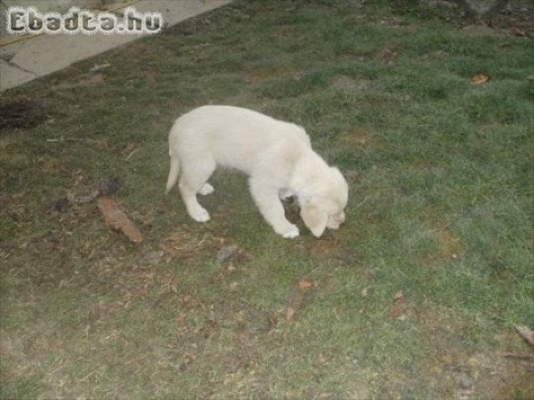Golden Retriever kiskutyák
