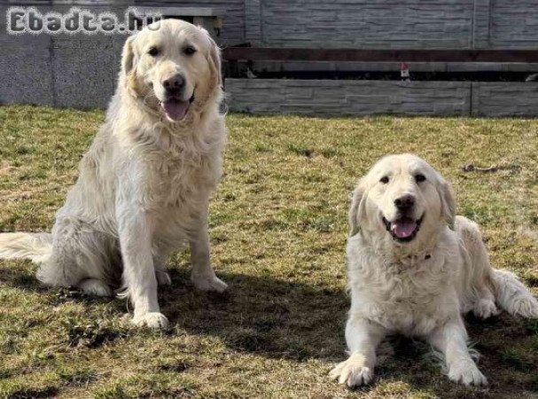 Golden Retriever kiskutyák