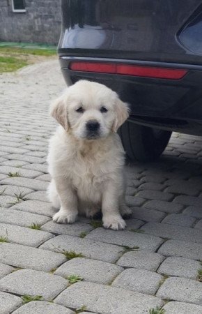 Golden retriever
