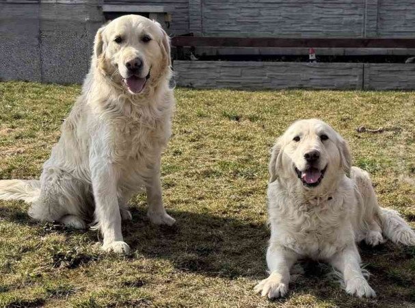 Golden retriever