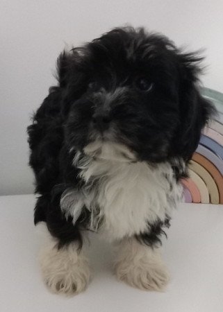 Bichon Havanese