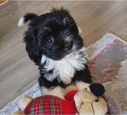 Bichon Havanese