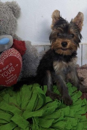 Yorkshire terrier