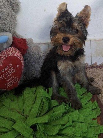 Yorkshire terrier