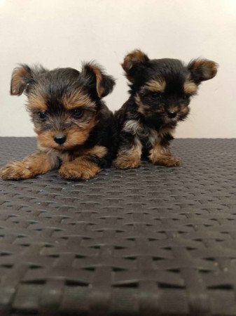 Yorkshire terrier