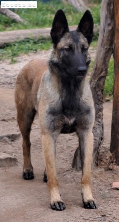 Belga Juhászkutya Malinois