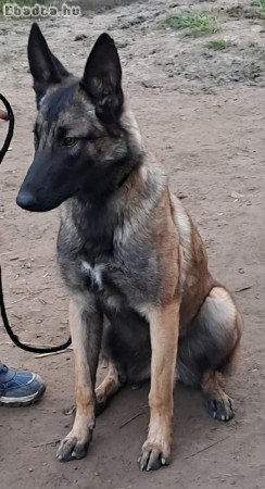 Belga Juhászkutya Malinois